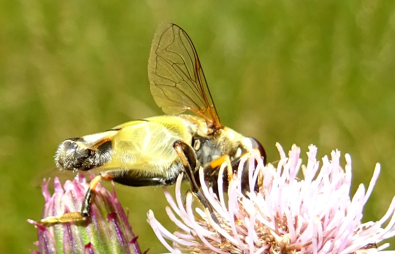 maschio di Helophilus trivittatus